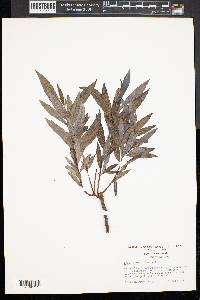 Salix sericea image