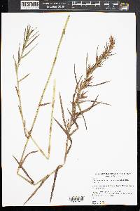 Dulichium arundinaceum var. arundinaceum image