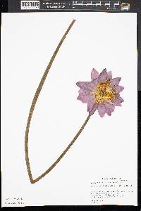 Nymphaea odorata subsp. odorata image