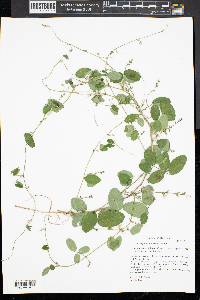 Galactia regularis image