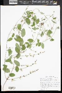 Galactia regularis image