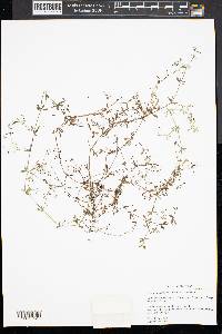Galium tinctorium subsp. tinctorium image