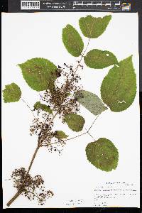Aralia racemosa image
