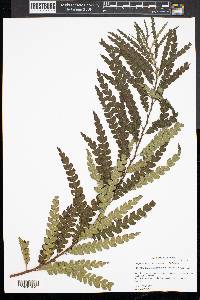 Comptonia peregrina image