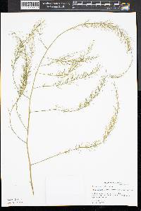 Asparagus officinalis image