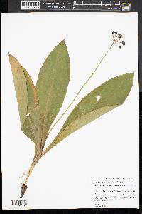Clintonia umbellulata image