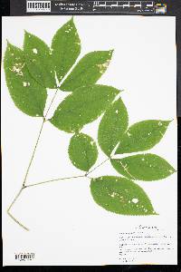 Aralia nudicaulis image