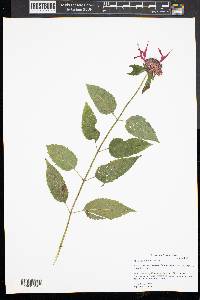 Monarda didyma image