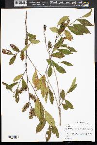 Lyonia ligustrina var. ligustrina image