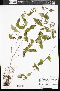 Cunila origanoides image