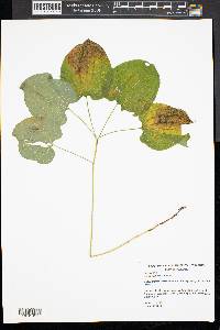 Smilax herbacea image