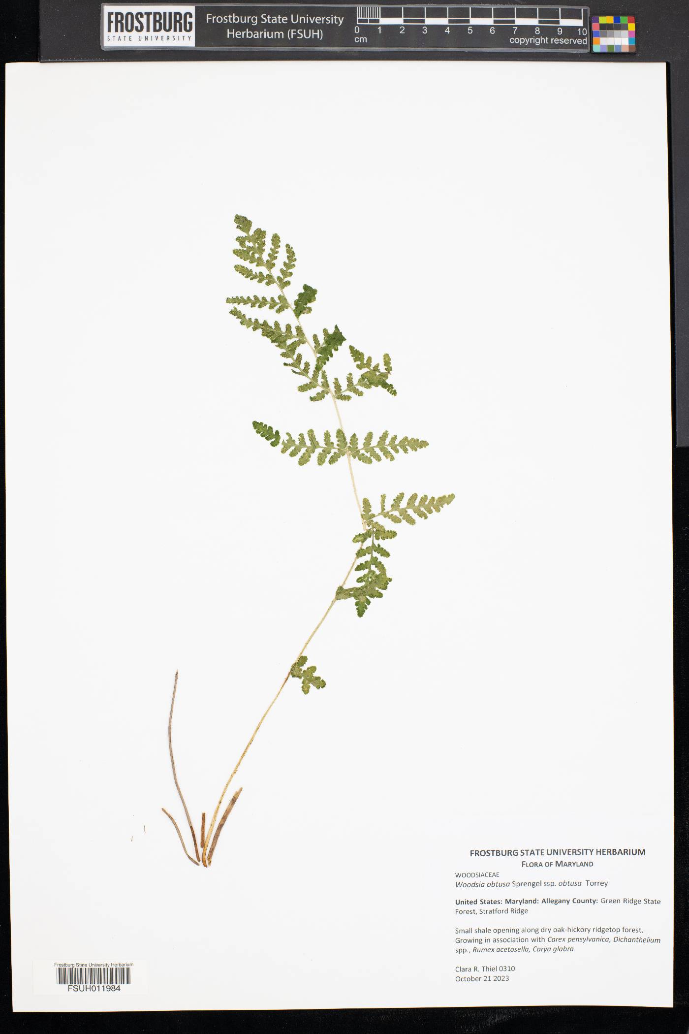 Woodsia obtusa subsp. obtusa image