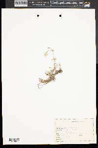 Phlox stolonifera image