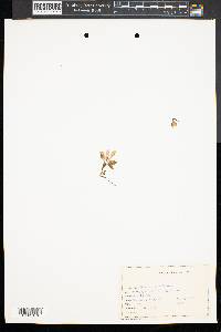 Polygaloides paucifolia image