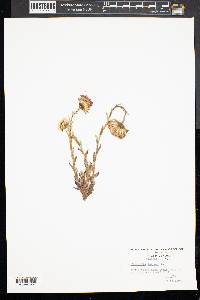 Tussilago farfara image
