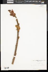 Rhus typhina image