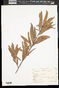 Quercus phellos image