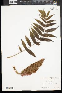 Rhus typhina image