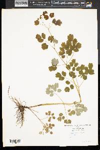 Thalictrum clavatum image