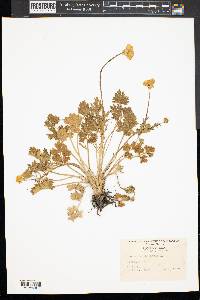 Ranunculus bulbosus image