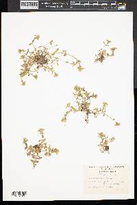 Cerastium viscosum image