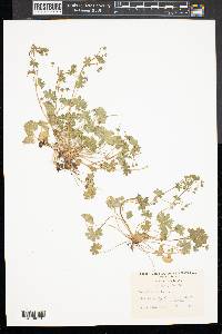 Geranium molle image