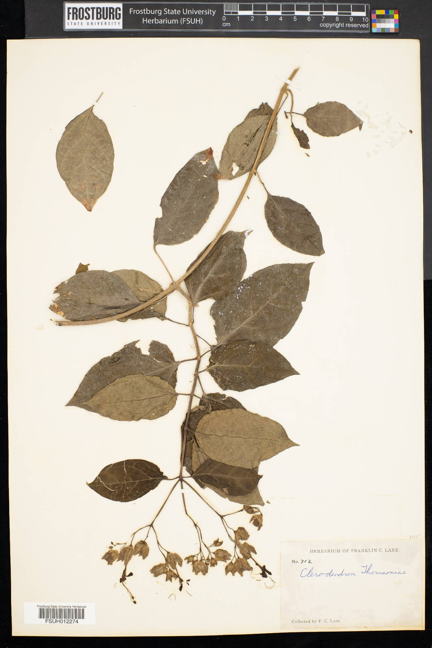 Clerodendrum dusenii image