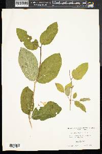 Lonicera canadensis image