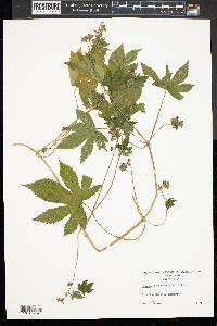 Humulus japonicus image