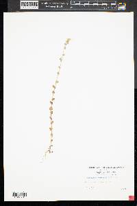 Triodanis perfoliata var. perfoliata image