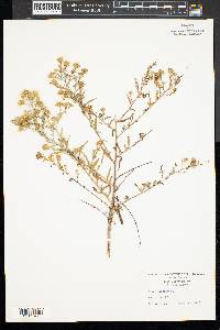 Symphyotrichum ericoides image