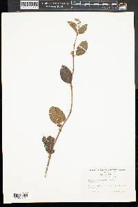 Symphoricarpos albus image