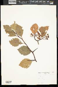 Crataegus calpodendron image