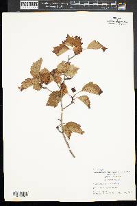 Crataegus punctata image