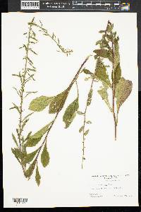 Solidago squarrosa image