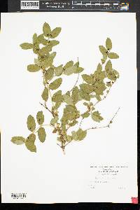 Lonicera morrowii image