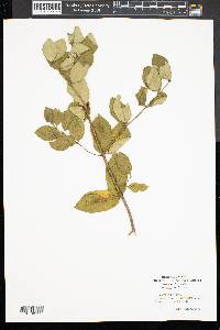 Lonicera xylosteum image