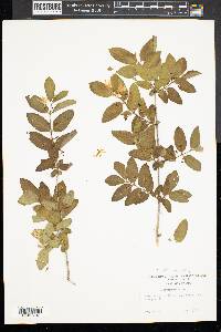Lonicera morrowii image