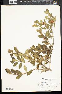 Lonicera morrowii image