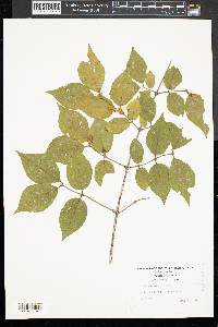 Lonicera morrowii image