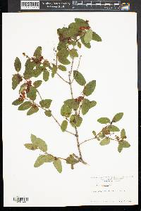 Lonicera tatarica image