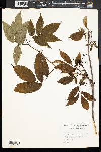 Sambucus racemosa subsp. racemosa image