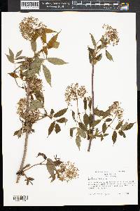 Sambucus racemosa subsp. racemosa image