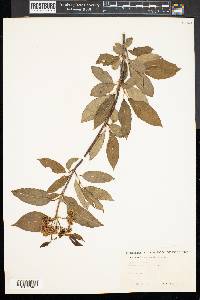 Viburnum cassinoides image