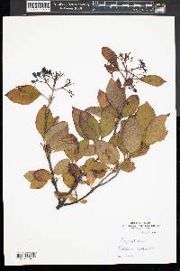 Viburnum cassinoides image