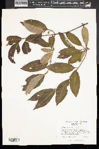 Viburnum cassinoides image