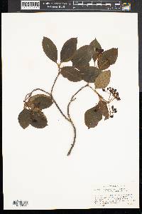 Viburnum cassinoides image