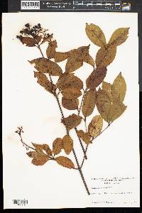 Viburnum cassinoides image