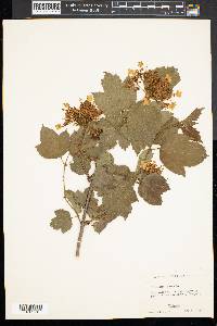 Viburnum opulus image