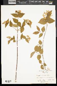 Viburnum rafinesqueanum image